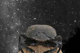 Chết cười với những nghiên cứu khoa học… “dở hơi“