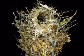 Những loại tổ chim kỳ lạ thọ hơn... 100 năm