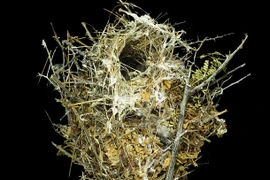 Những loại tổ chim kỳ lạ thọ hơn... 100 năm