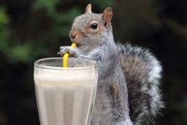 Xem động vật “sành điệu” với ống hút