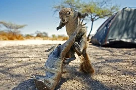 Những động vật hiền lành bỗng chốc thành... sát thủ