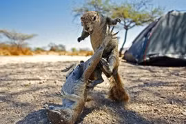 Những động vật hiền lành bỗng chốc thành... sát thủ