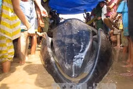  Sóc Trăng: Cá voi mắc cạn, chết vì kiệt sức