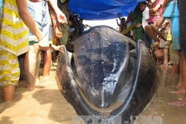  Sóc Trăng: Cá voi mắc cạn, chết vì kiệt sức
