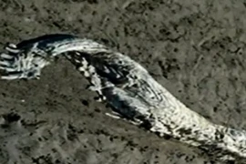 Giải mã về quái vật biển “bí ẩn” ở Tây Ban Nha