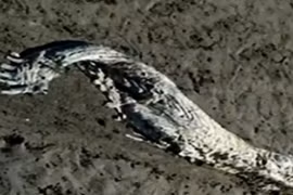 Giải mã về quái vật biển “bí ẩn” ở Tây Ban Nha