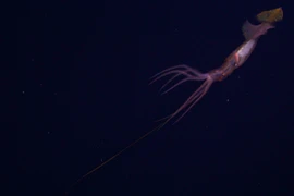 Nóng: Mực dùng tuyệt chiêu câu tôm cực độc