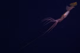 Nóng: Mực dùng tuyệt chiêu câu tôm cực độc