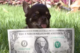 Tận mắt chó "dị" nhất thế giới to bằng... tờ đô la