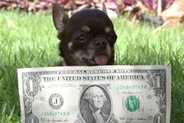 Tận mắt chó "dị" nhất thế giới to bằng... tờ đô la