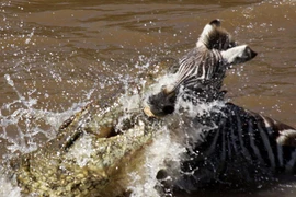Kinh hoàng giây phút cá sấu chộp ngựa vằn