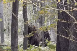 Quái vật xuất hiện ở Mỹ?