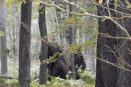Quái vật xuất hiện ở Mỹ?