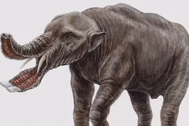 Tò mò với loài động vật có miệng như cái ...xẻng