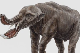 Tò mò với loài động vật có miệng như cái ...xẻng