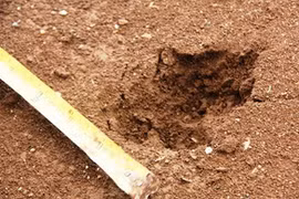 Lâm Đồng: Xuất hiện thú lạ, sát hại vật nuôi