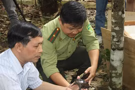 71 cá thể rùa quý hiếm trở về quê hương Việt Nam