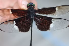 Chiêm ngưỡng loài "rồng bay" hiếm, chỉ có ở Việt Nam