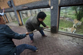 Kỳ dị 7 người hợp sức chơi kéo co với... hổ