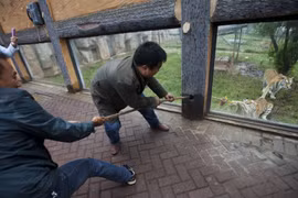 Kỳ dị 7 người hợp sức chơi kéo co với... hổ