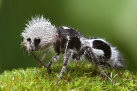 Kỳ dị loài “kiến” găm “kim” khắp người