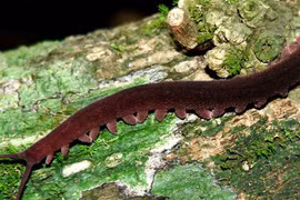 Phát hiện loài sâu tím vô cùng đặc biệt ở Việt Nam