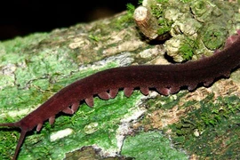 Phát hiện loài sâu tím vô cùng đặc biệt ở Việt Nam