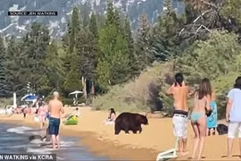 Video: Gia đình gấu đen ra bờ hồ tắm nắng, “không coi ai ra gì“