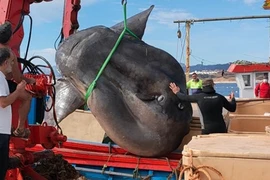 Video: Cá mặt trời khổng lồ nặng 2 tấn, cần tới cần cẩu nâng