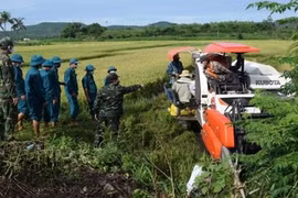 Bộ đội gặt lúa giúp người dân vùng giãn cách theo Chỉ thị 16