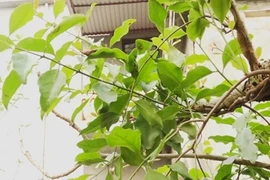 Trồng cây giữ đất bất ngờ “hái ra tiền”, nhặt lá bán cả triệu đồng/kg