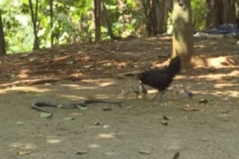 Video: Hổ mang phun nọc trườn tới, gà mẹ liệu có thể bảo vệ được đàn con?