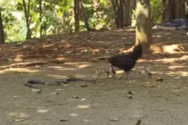 Video: Hổ mang phun nọc trườn tới, gà mẹ liệu có thể bảo vệ được đàn con?