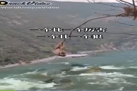 Video: Khỉ con trên ngọn cây trêu cá sấu bất ngờ bị đồng loại chơi khăm