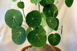 Top 4 cây cảnh “mệnh vàng” giúp gia chủ chiêu tài, hút lộc