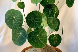 Top 4 cây cảnh “mệnh vàng” giúp gia chủ chiêu tài, hút lộc