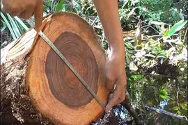 Loại gỗ "vàng" Việt Nam sở hữu, đại gia ráo riết săn lùng