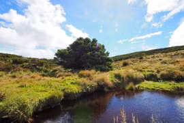 Loài cây cô đơn nhất hành tinh, nắm giữ bí mật thay đổi cả thế giới