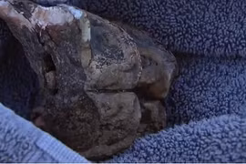 Đang dạo chơi, bé trai bất ngờ vấp ngã vào răng quái thú nghìn tuổi 