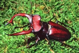 Tận mục loài bọ giá "chát" nhất hành tinh, giới đại gia ráo riết lùng