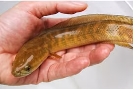 Loài cá có tên độc lạ, quý hơn nhân sâm, Việt Nam có nhiều