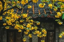 Nhà có 3 âm sinh người cao quý, 3 cây con cháu giàu sang