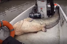 Quăng cần câu, hoảng hồn đụng trúng “thuỷ quái” khổng lồ hơn 1 tạ 