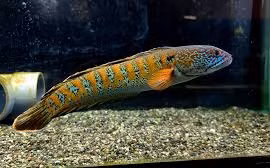 Loài cá quý hiếm tuyệt chủng 85 năm bất ngờ hồi sinh kỳ diệu 