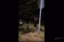 Nai lạ xuất hiện ở Cần Giờ đêm trăng sáng... như "thần thú" phương Đông 