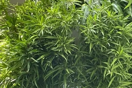 4 cây cảnh cùng tên khác họ, người giàu thích trồng trong nhà