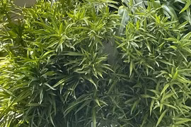 4 cây cảnh cùng tên khác họ, người giàu thích trồng trong nhà