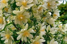 Cây cảnh “hóa thạch sống”, gai góc rậm rạp, hoa lộng lẫy