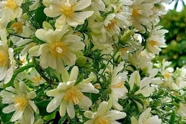 Cây cảnh “hóa thạch sống”, gai góc rậm rạp, hoa lộng lẫy