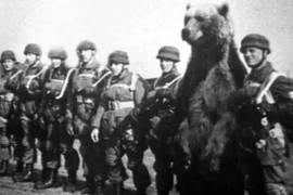 Một chú gấu từng được tuyển làm binh nhì trong Thế chiến II